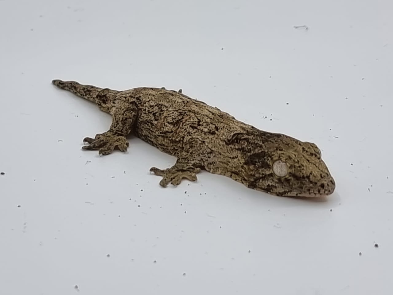 Leachi gecko 1