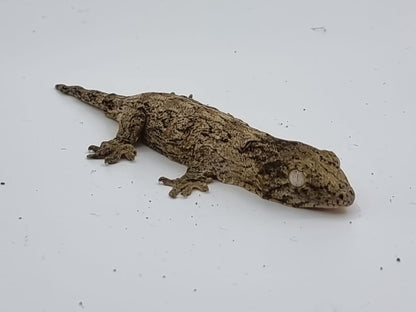 Leachi gecko 1