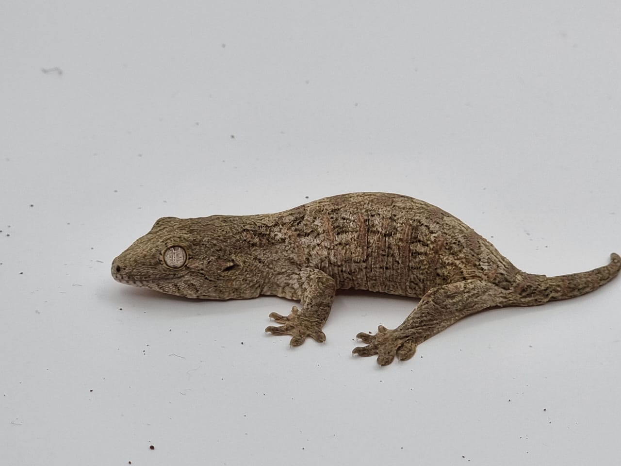 Leachi gecko 5