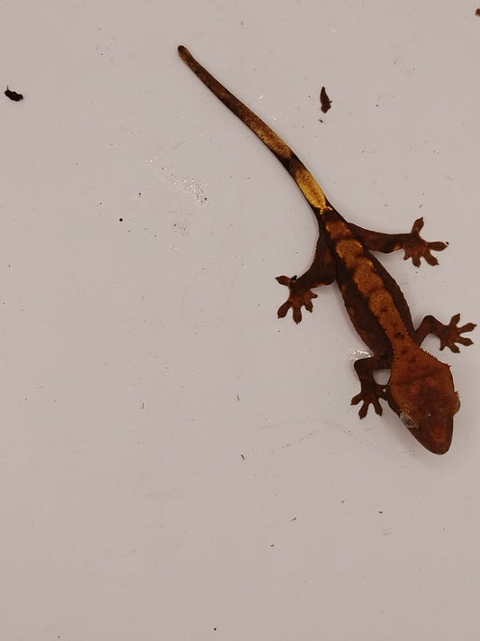 Crested Gecko 1