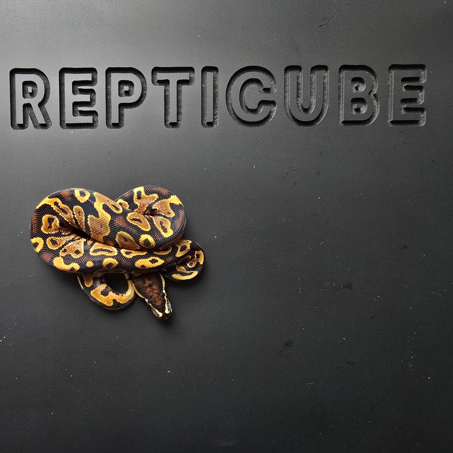 Ball python on a black surface with 'Repticube' branding