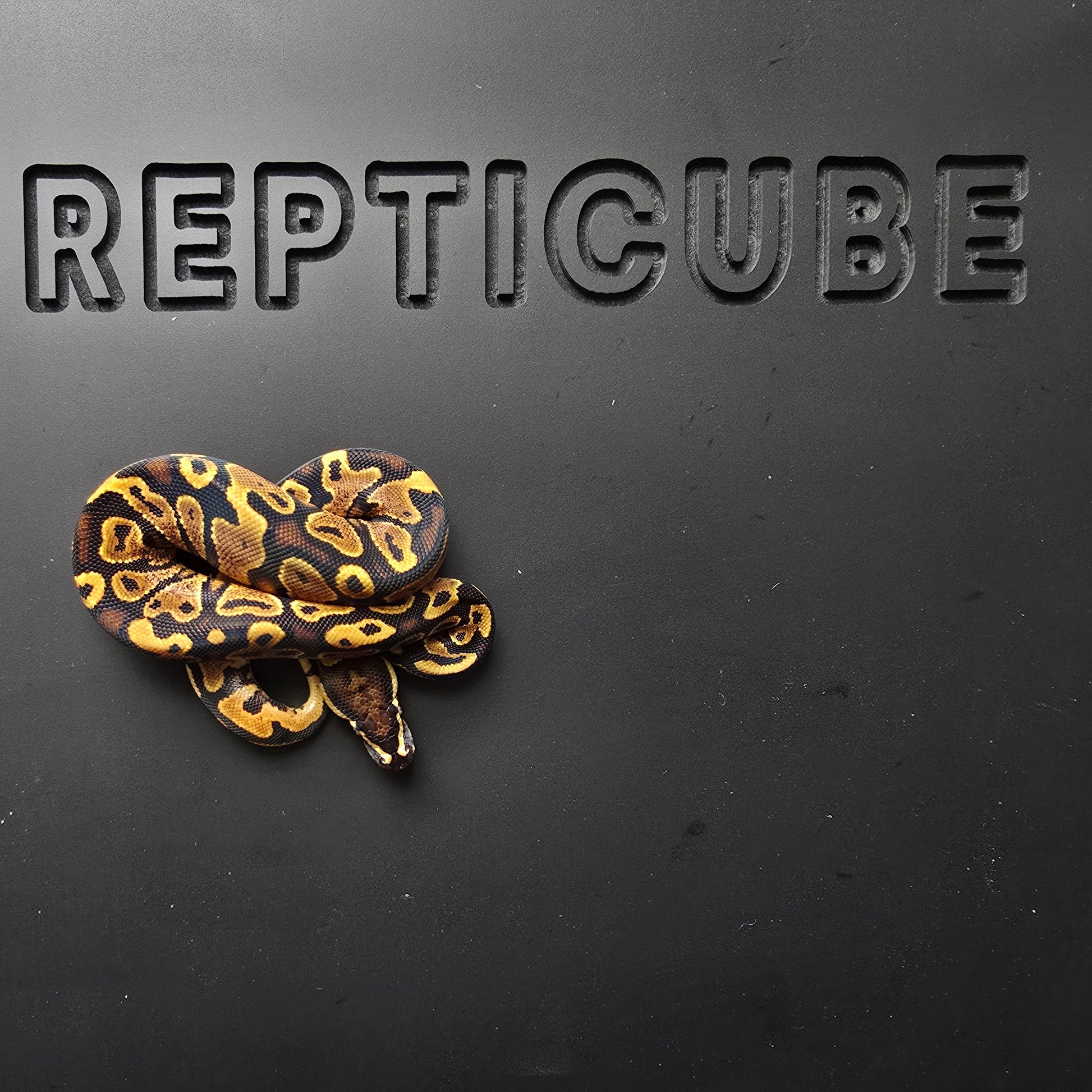 Ball python on a black surface with 'Repticube' branding
