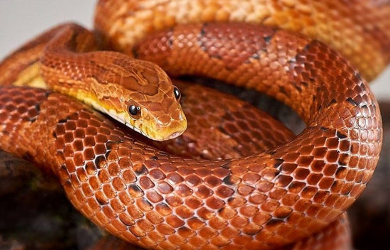 Corn Snakes - Browse the collection – Pantherophis guttatus – REPTICUBE