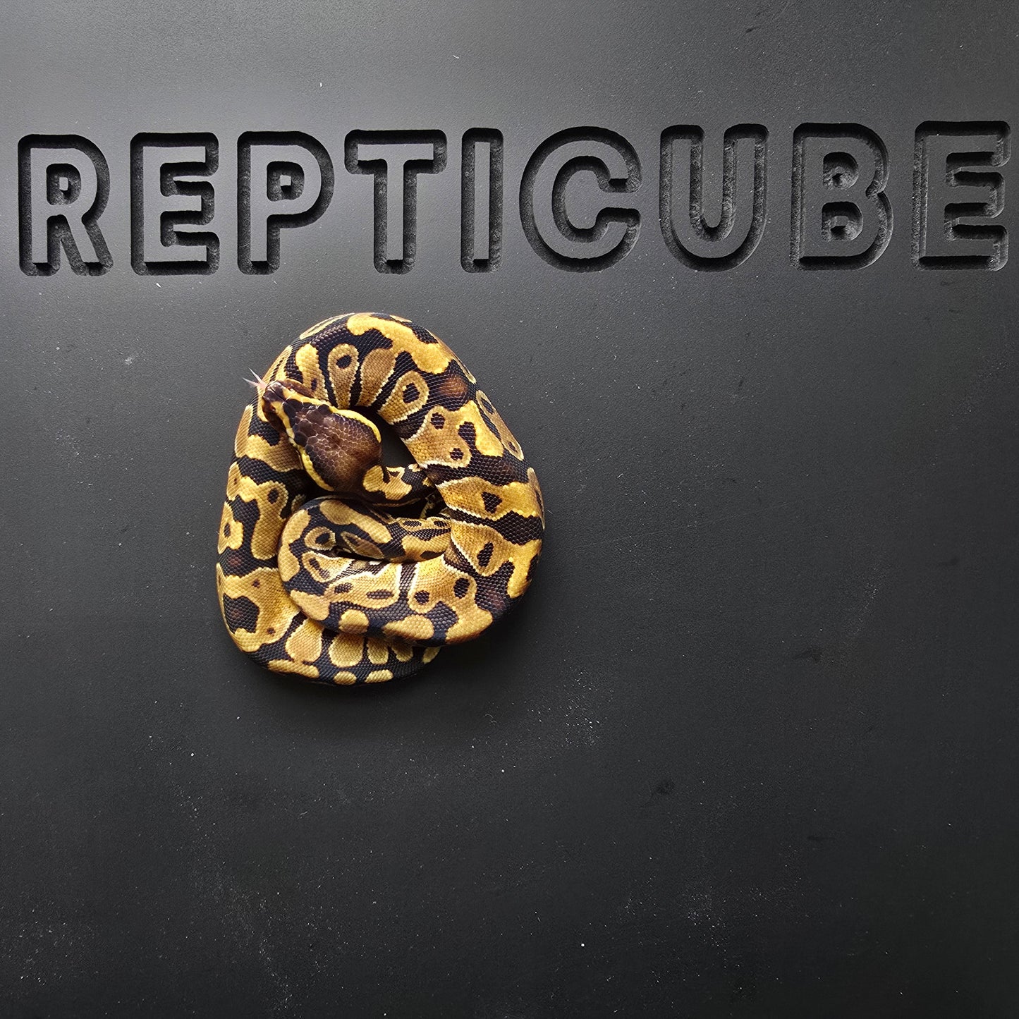 Ball python on a black surface with 'Repticube' branding.