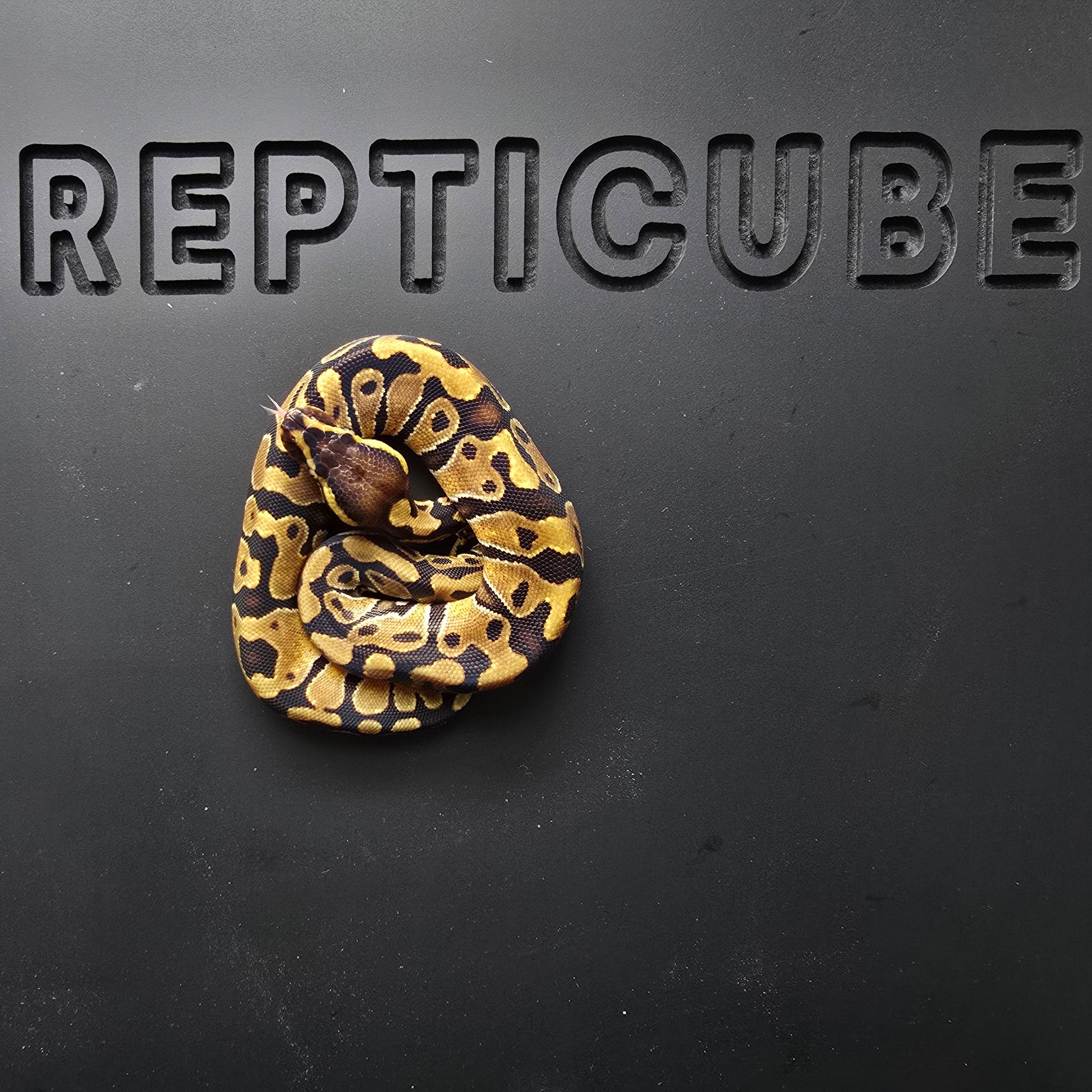 Ball python on a black surface with 'Repticube' branding.