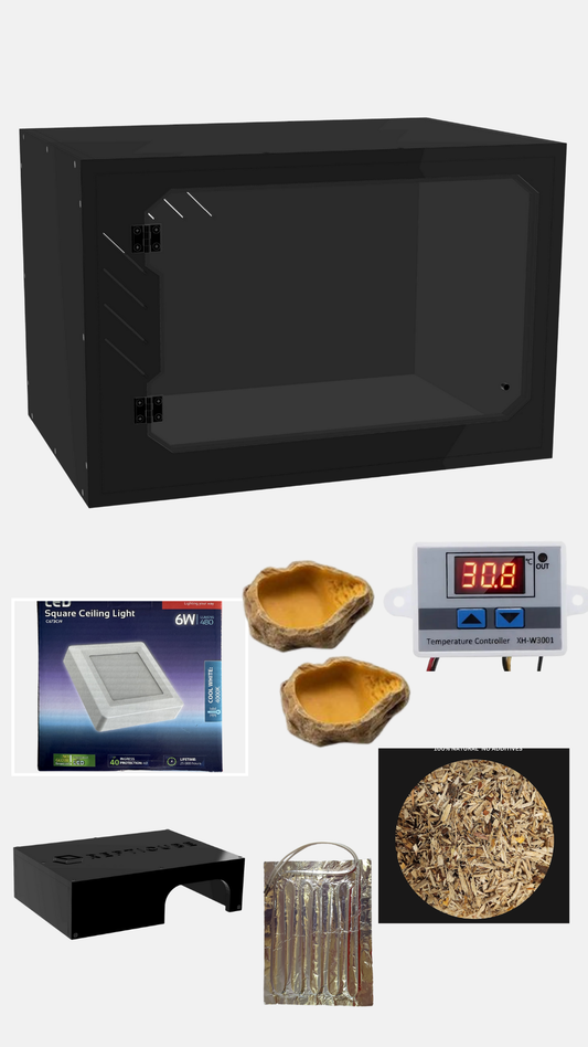 African Fat tailed Gecko starter kit