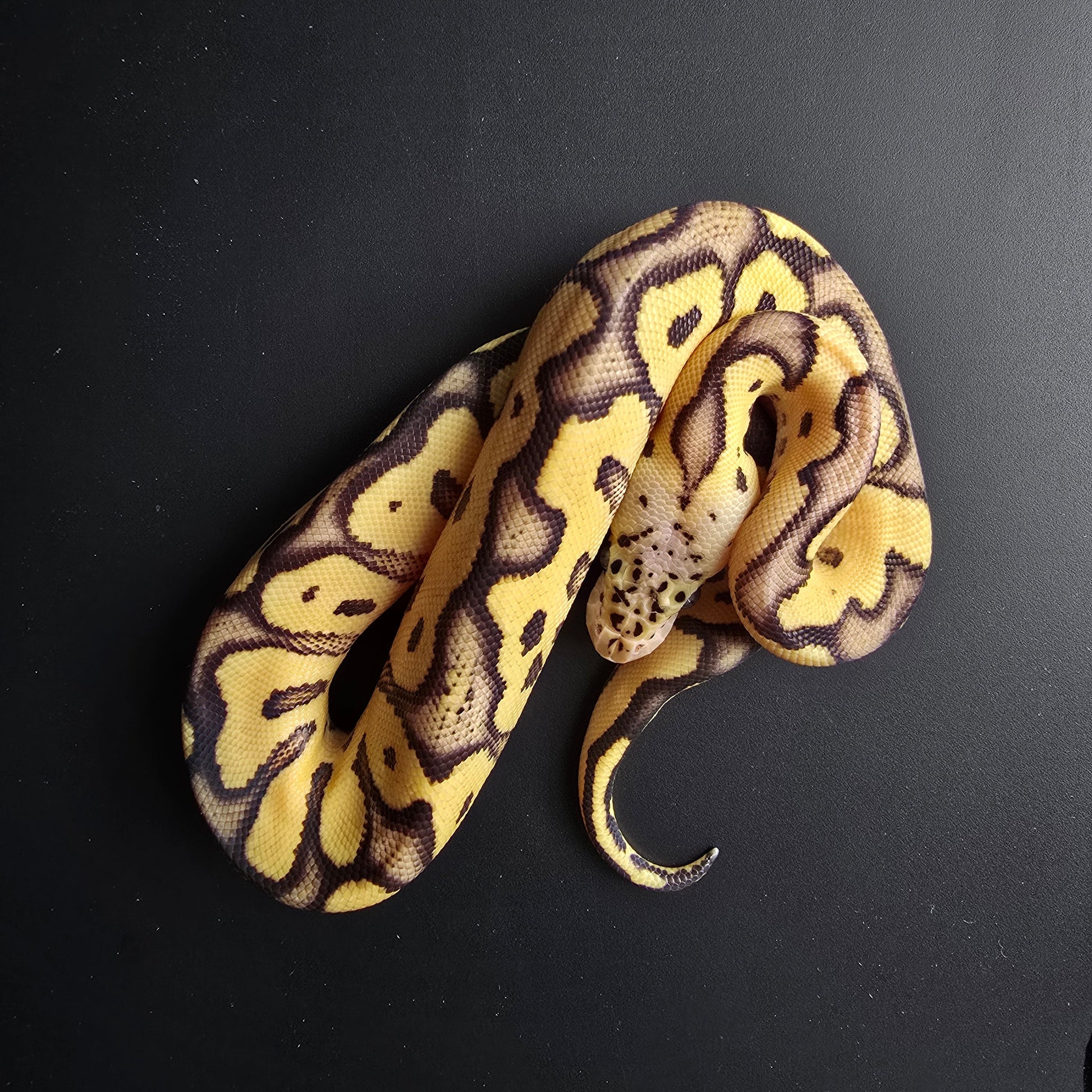 Ball python with yellow and brown pattern on a black background