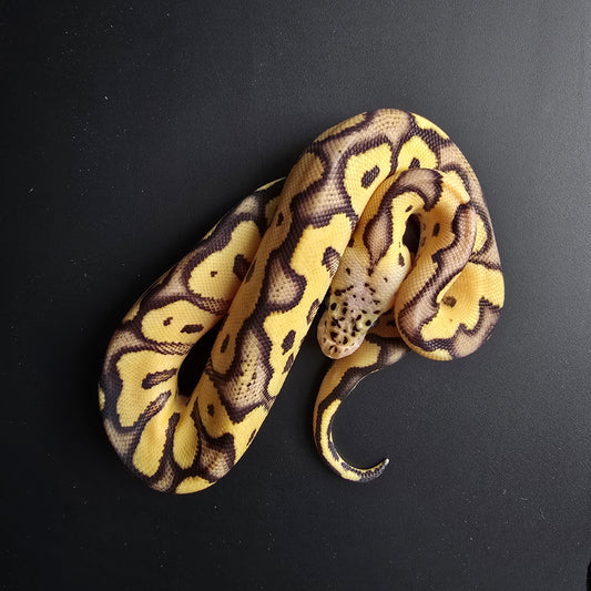 Ball python with yellow and brown pattern on a black background
