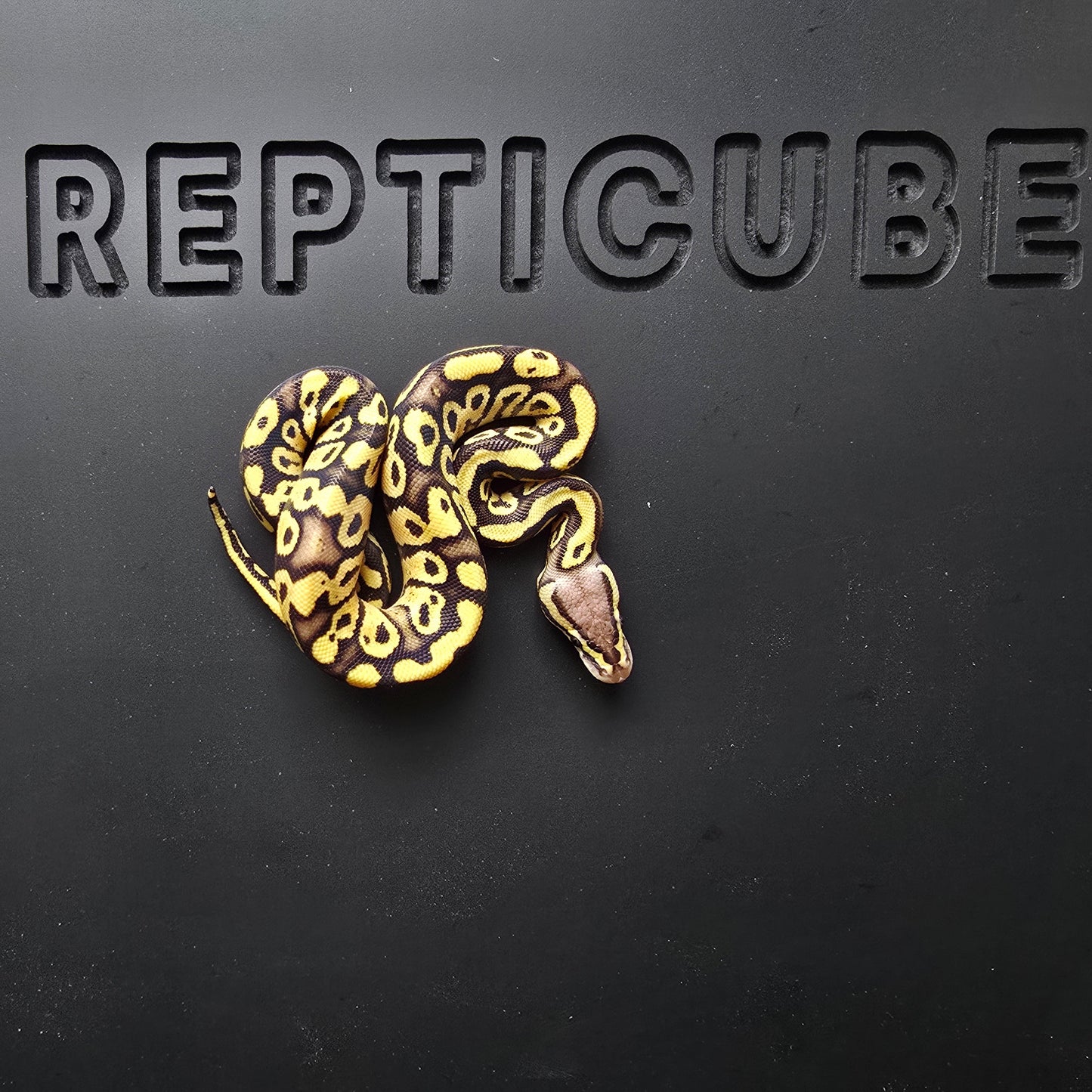 Ball python on a black background with 'REPTICUBE' branding.