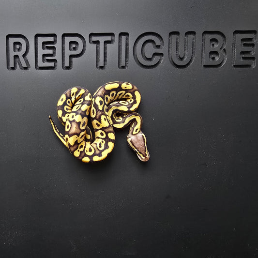 Ball python on a black background with 'REPTICUBE' branding.