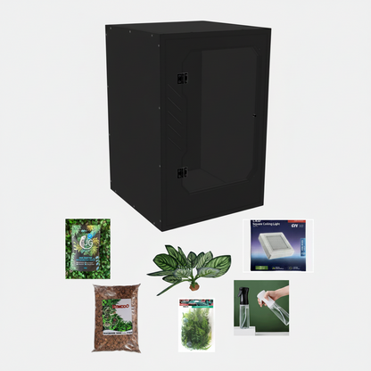 Gargoyle Gecko Starter Kit