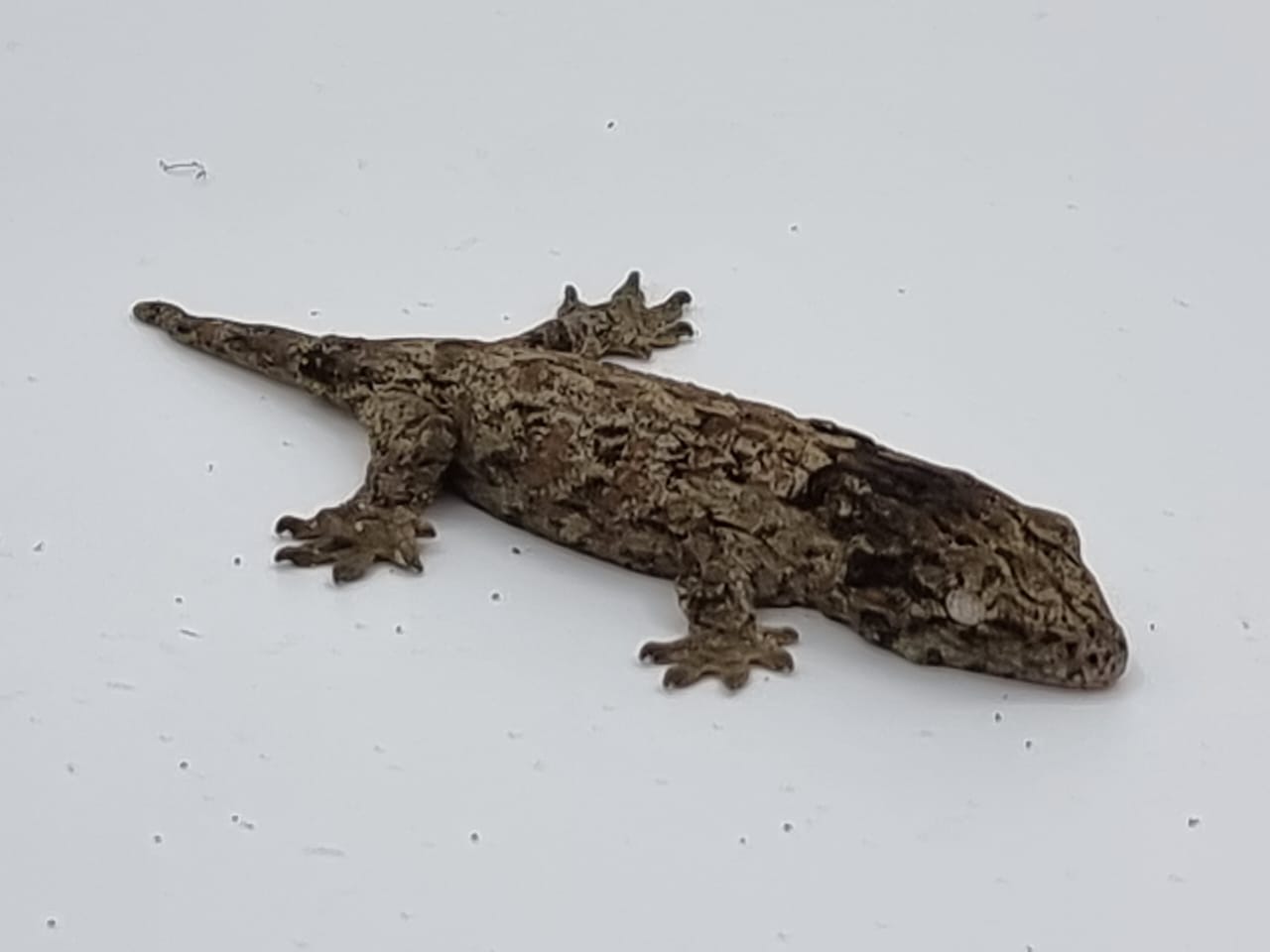 Leachi gecko 3