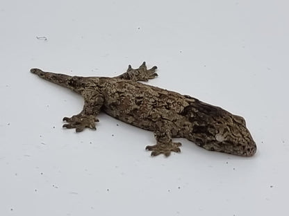 Leachi gecko 3