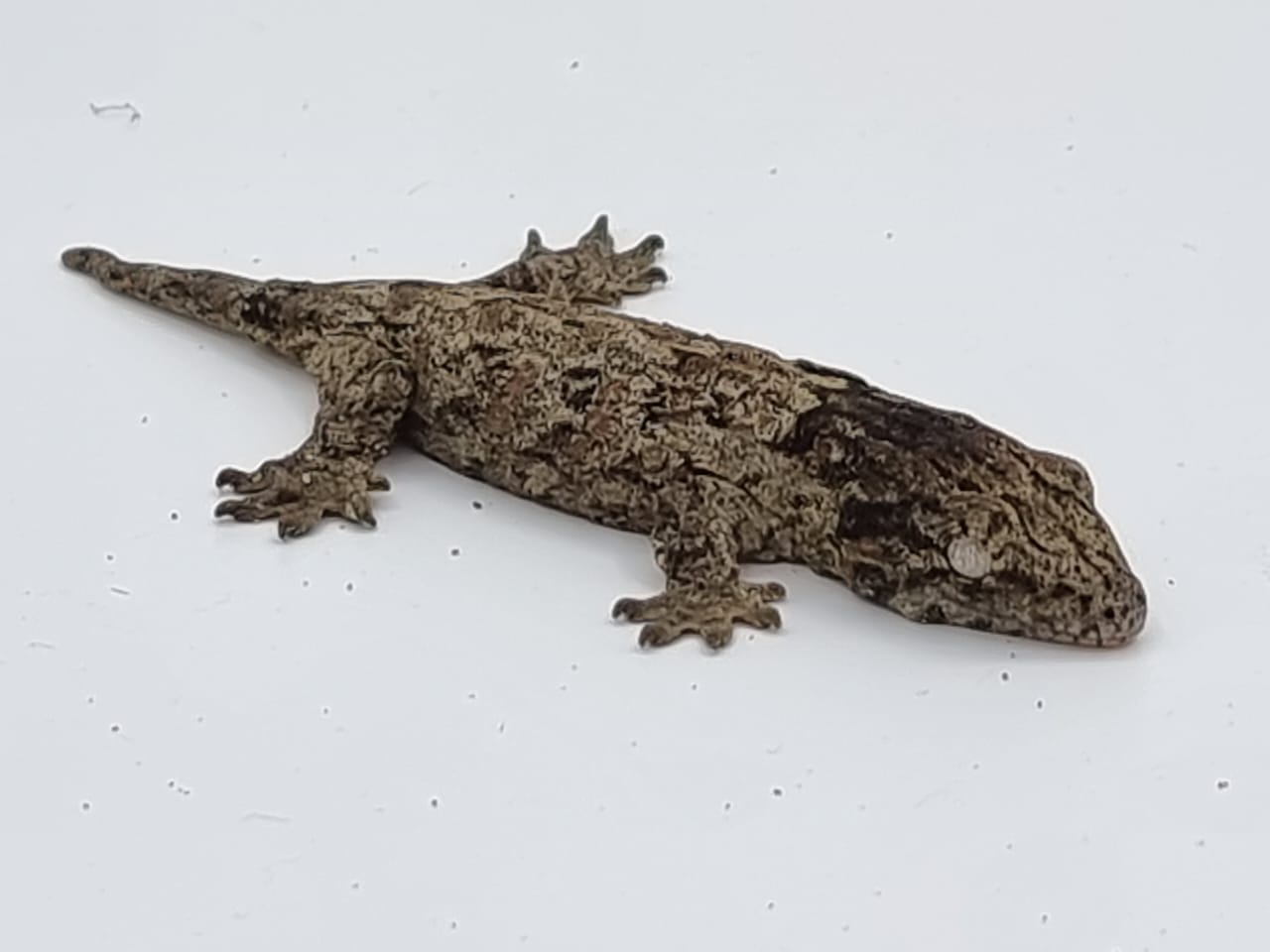 Leachi gecko 4