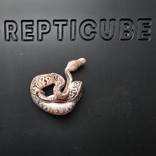 Ball python on a black surface with 'Reptigube' branding.