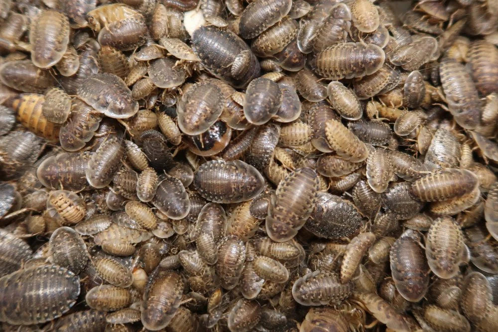 Live Dubia roaches in multiple sizes and box quantities for reptile feeding.