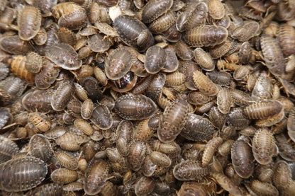 Live Dubia roaches in multiple sizes and box quantities for reptile feeding.