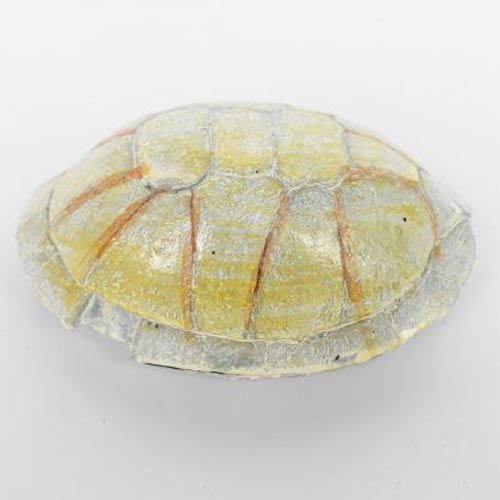 Close-up of fossil textures and detail