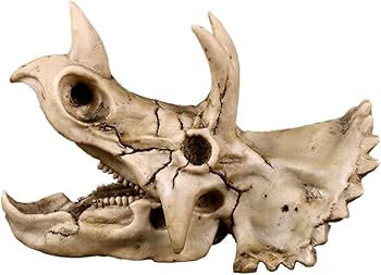 Close-up of fossil textures and detail