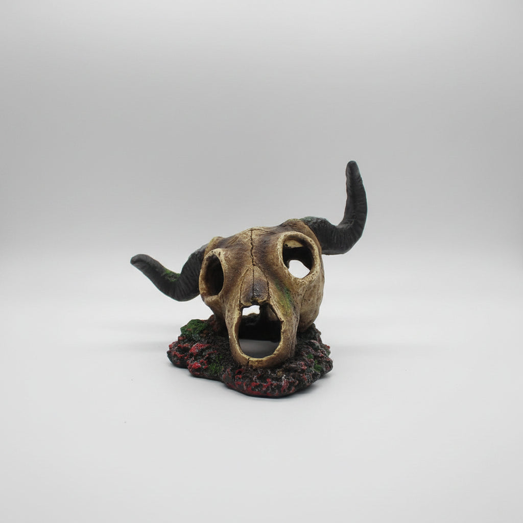 Skull with large horns on a white background