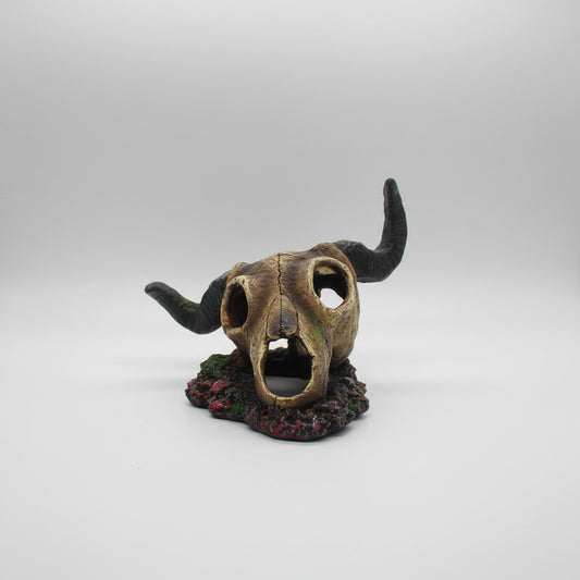 Skull with large horns on a white background