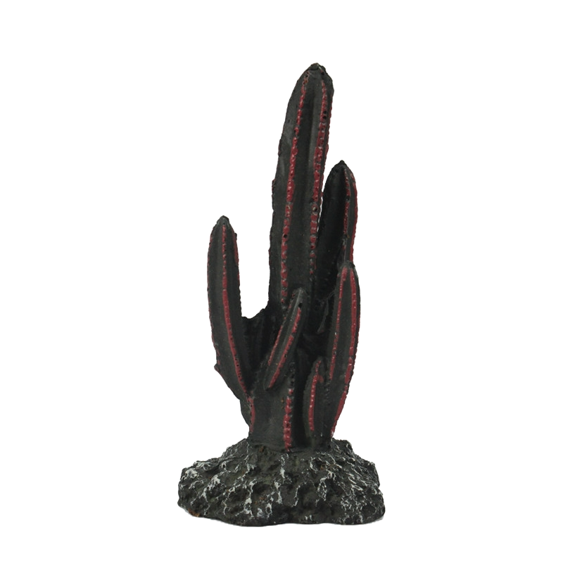 Close-up of cactus texture and detailing