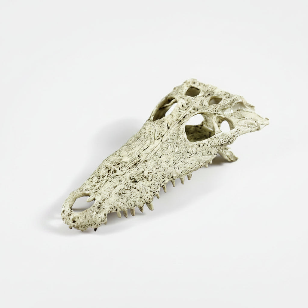 A realistic crocodile or alligator skull replica, designed as a decorative aquarium accent or taxidermy piece, shown on a plain light gray background.