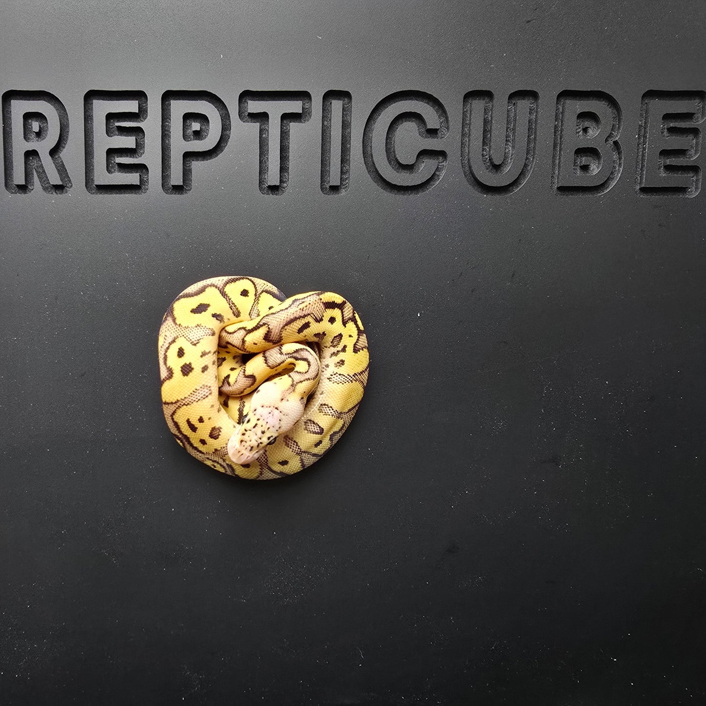 Ball python on a black surface with 'Repticube' branding.
