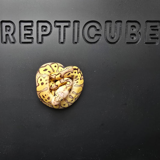 Ball python on a black surface with 'Repticube' branding.