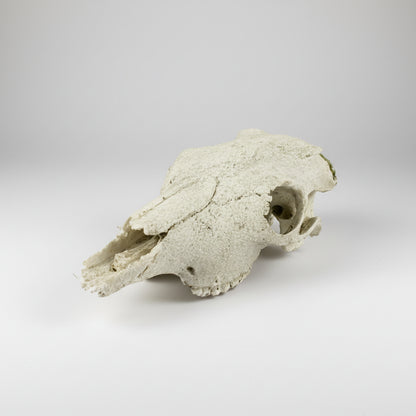 A textured, light gray stone or concrete skull replica, photographed on a seamless white background.
