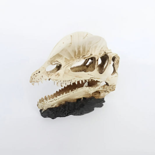 A prehistoric dinosaur skull replica for reptile enclosure decor
