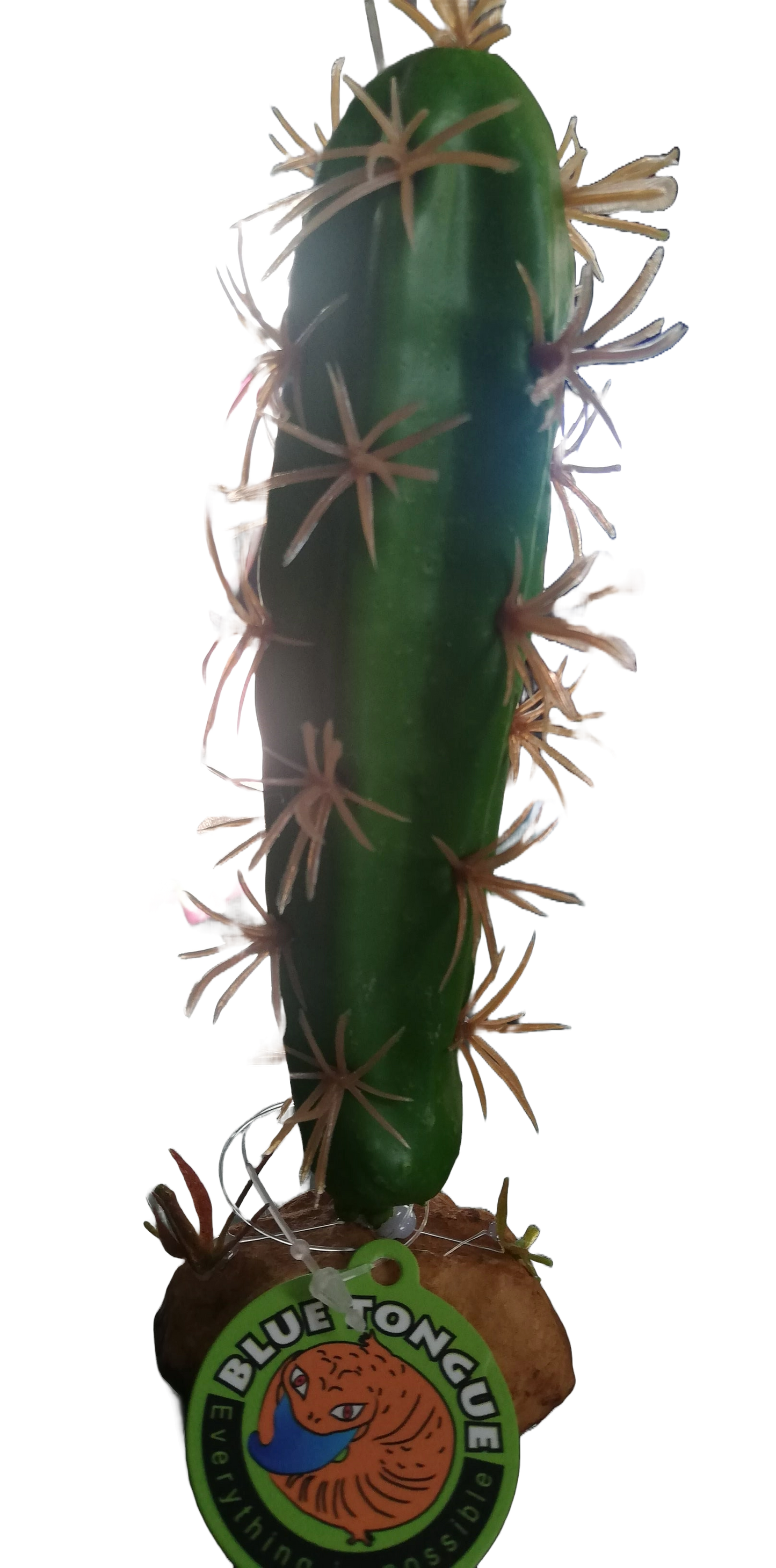 QM-35 cactus plant