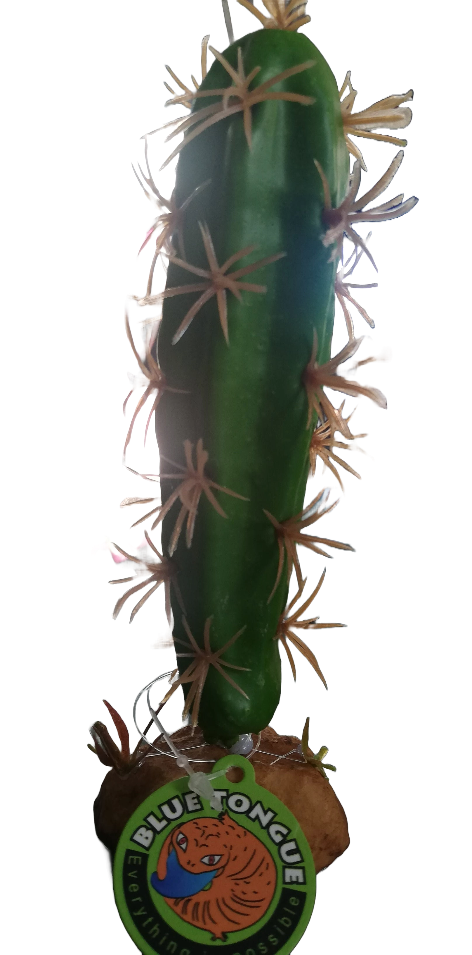 QM-35 cactus plant