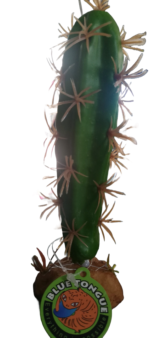 QM-35 cactus plant