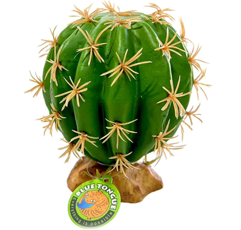 QM-37 cactus plant 
