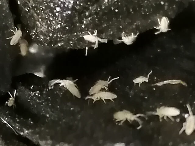 Springtails on soil: "Springtails thriving in bioactive terrarium substrate.