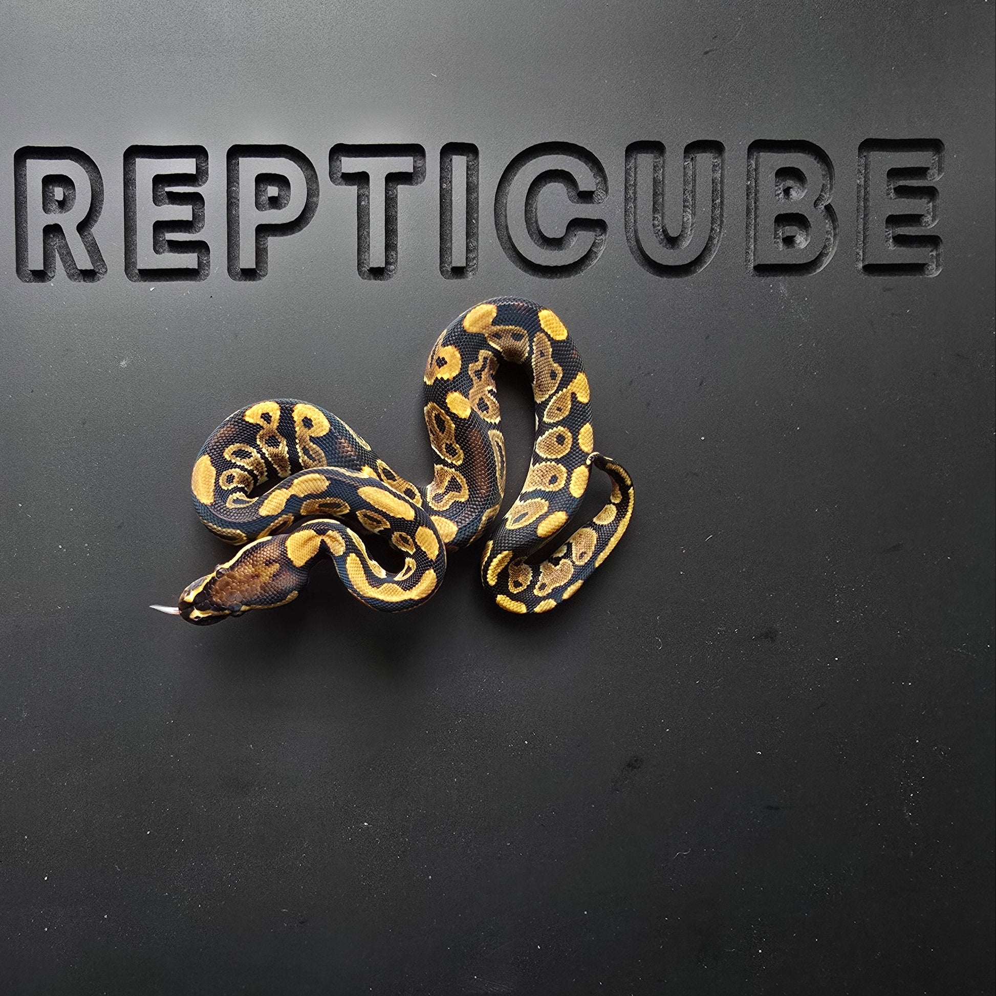 Ball python