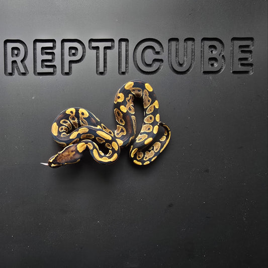 Ball python