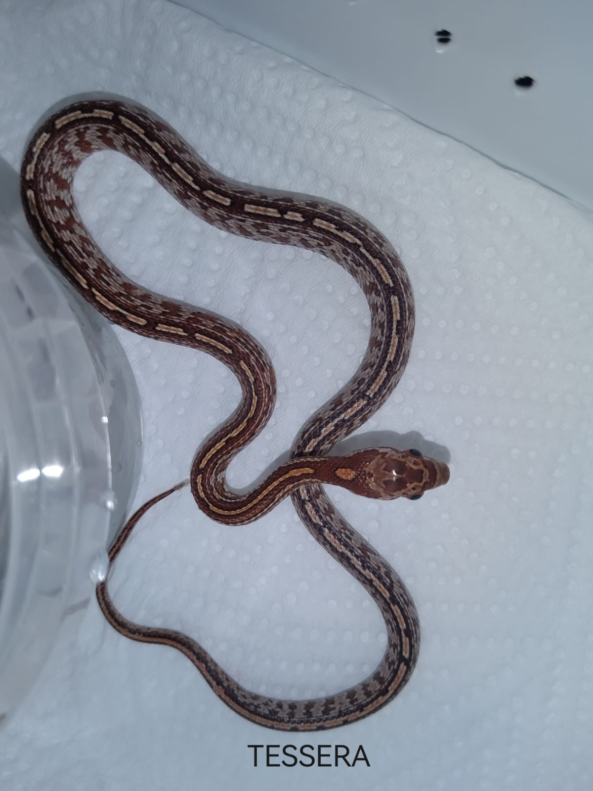 Brown snake on a white textured surface with 'TESSERA' branding.