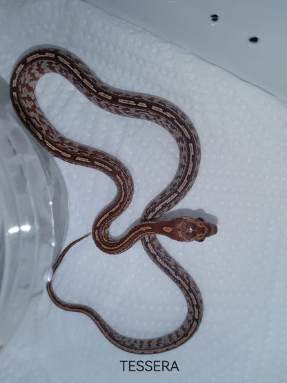 Brown snake on a white textured surface with 'TESSERA' branding.