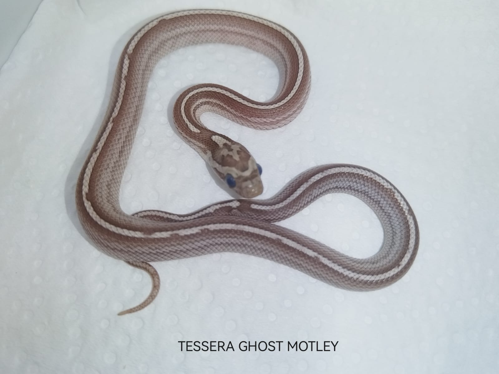 Tessera Ghost Motley corn snake showing silver-grey tones with unique striping and motley pattern.