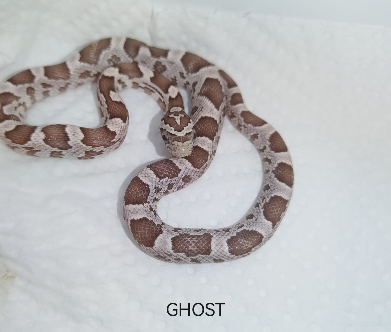 Snake with a patterned skin on a white background, labeled 'Ghost'.