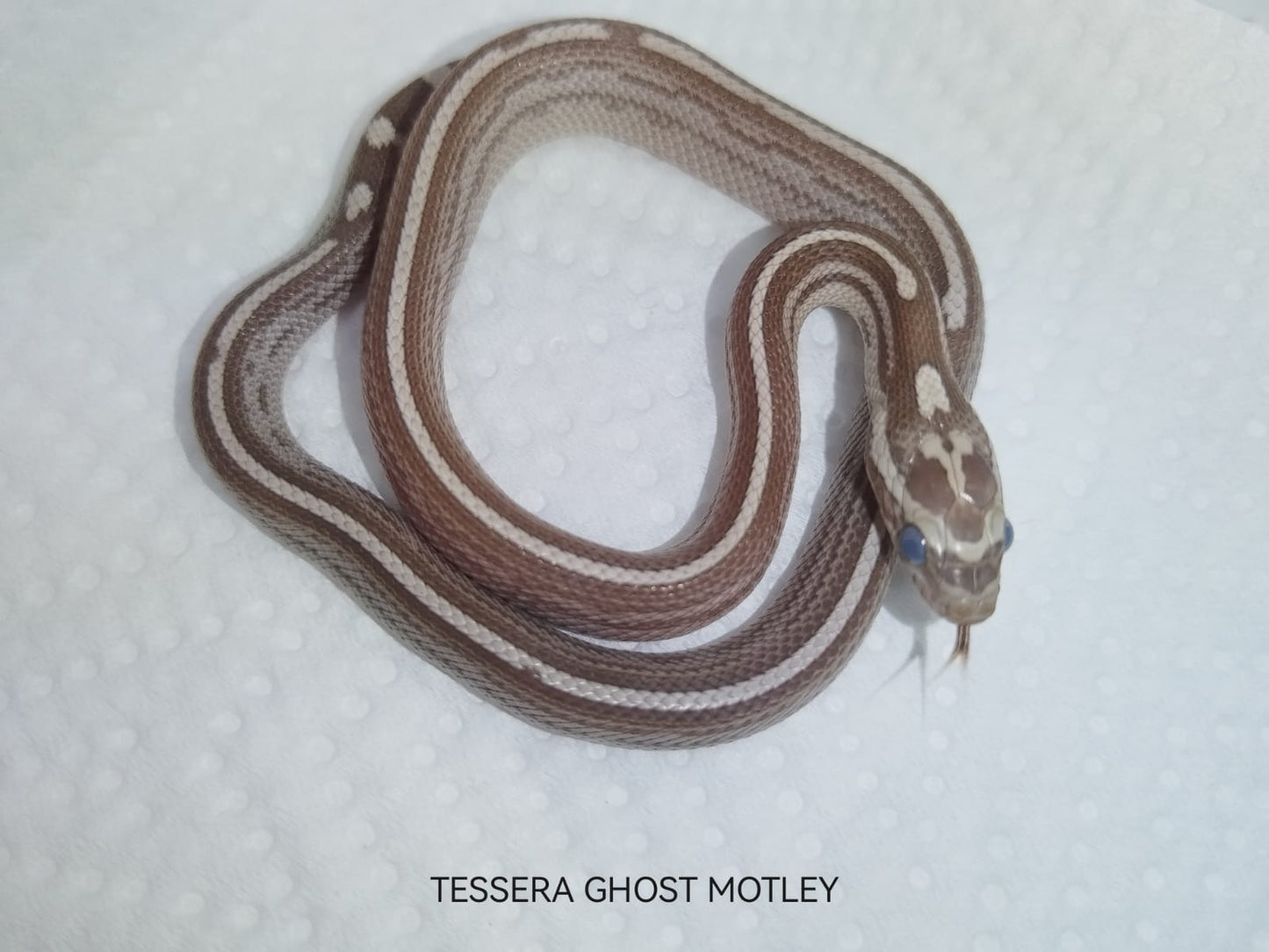Tessera Ghost Motley corn snake showing silver-grey tones with unique striping and motley pattern.