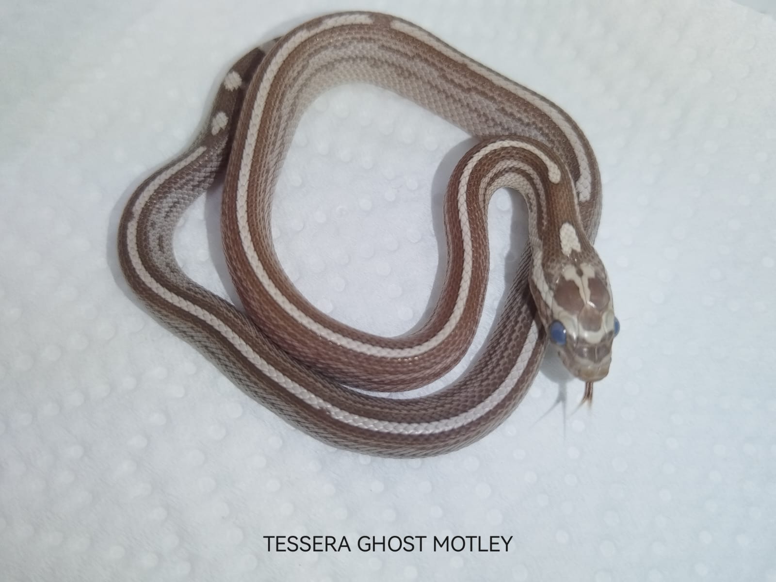 Tessera Ghost Motley corn snake showing silver-grey tones with unique striping and motley pattern.