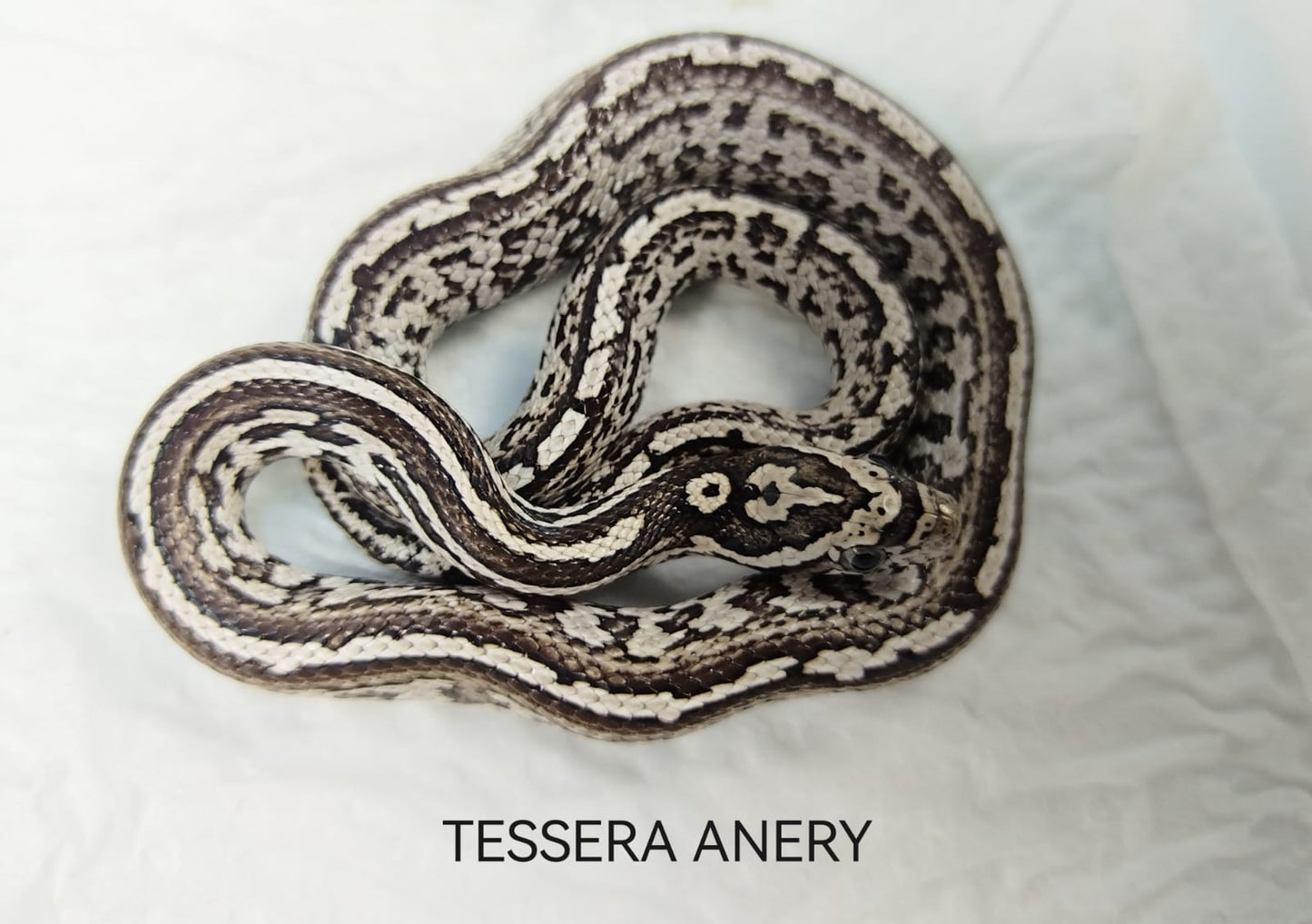 Snake in enclosure: "Tessera Anery corn snake resting in a naturalistic terrarium