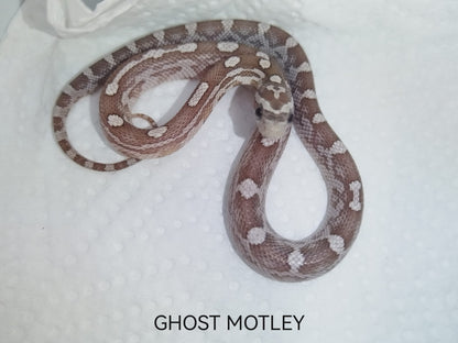 Ghost motley snake on a white background with 'GHOST MOTLEY' text.