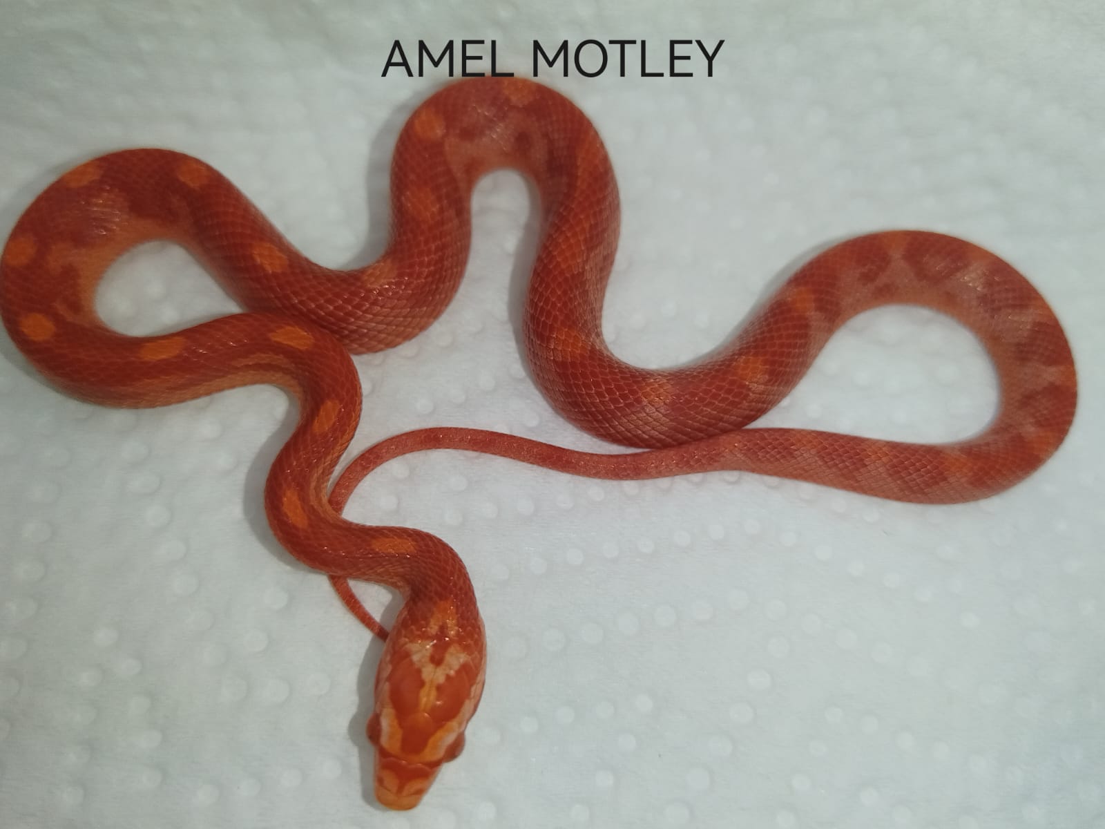Red snake on a white textured background with 'AMEL MOTLEY' text.