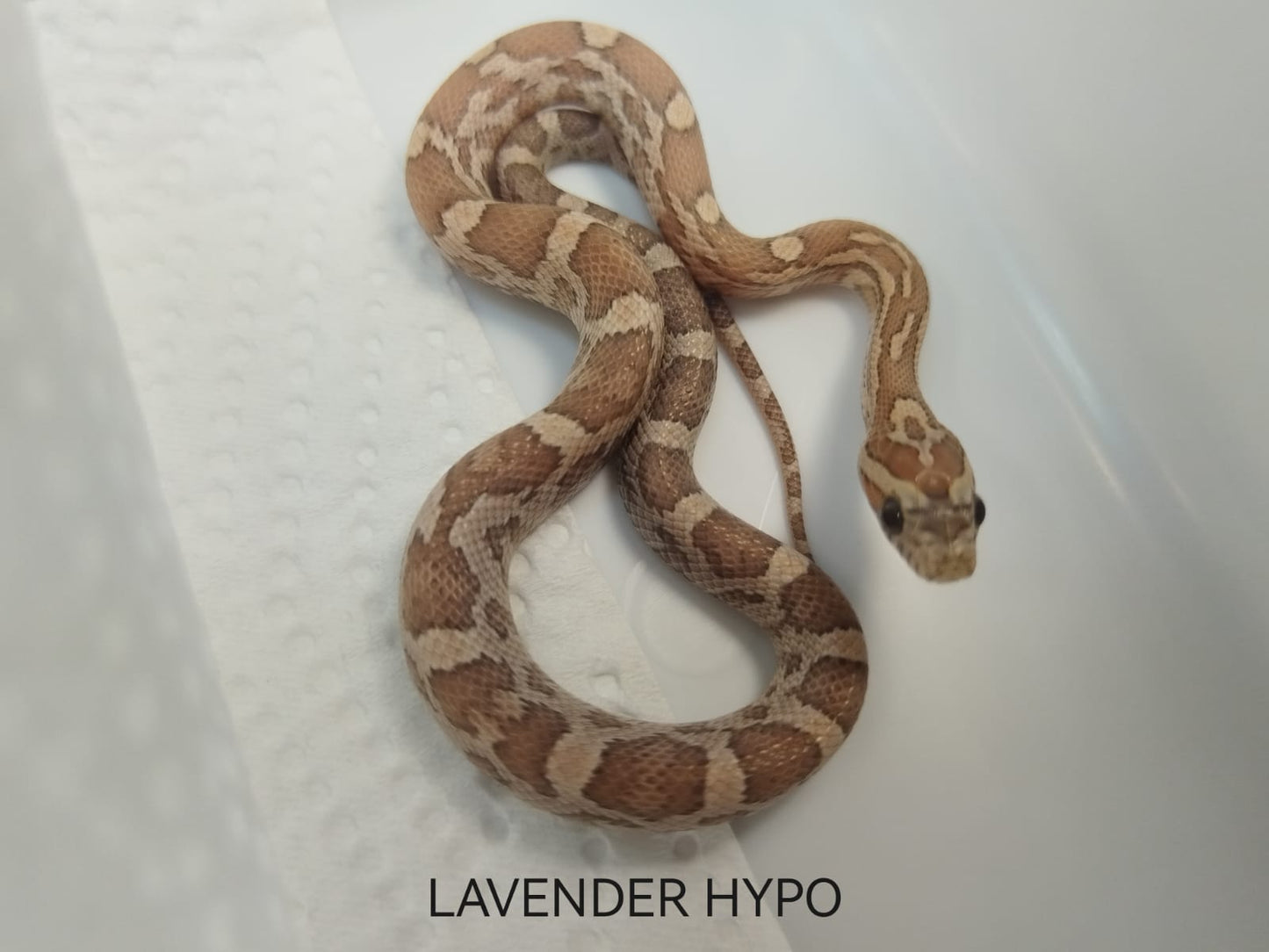 Lavender hypo snake on a white background