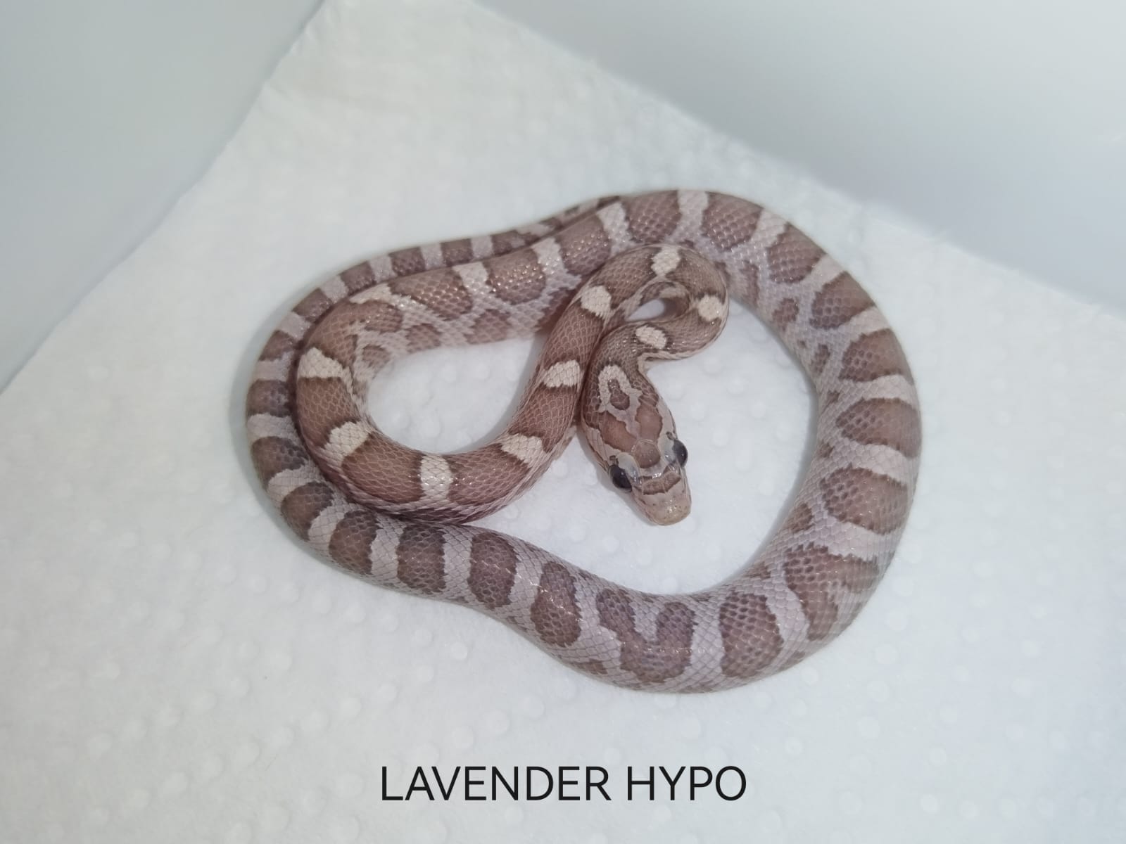 Lavender hypo snake on a white background with 'LAVENDER HYPO' text.