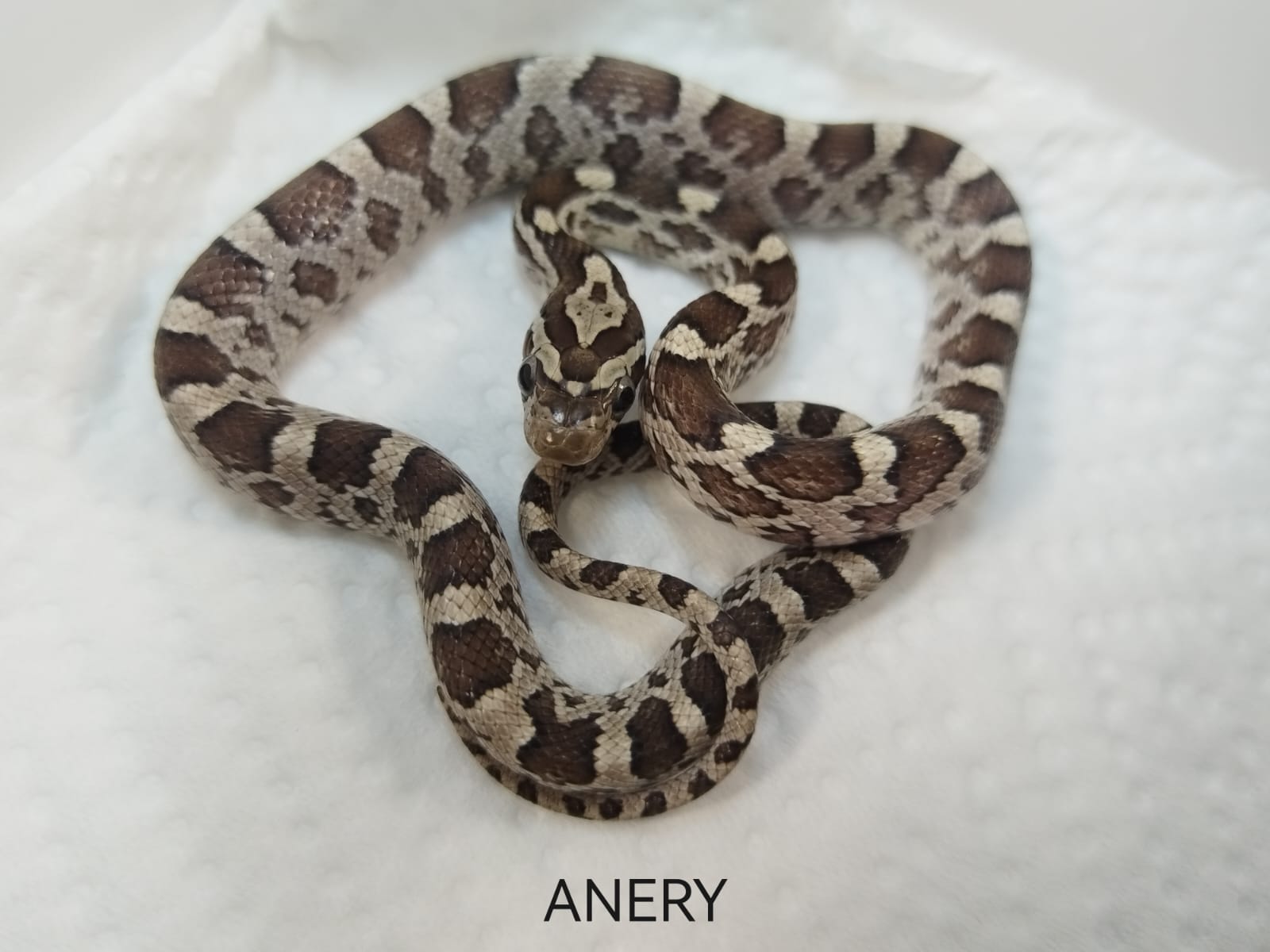 Coiled snake on a white background with 'ANERY' branding.